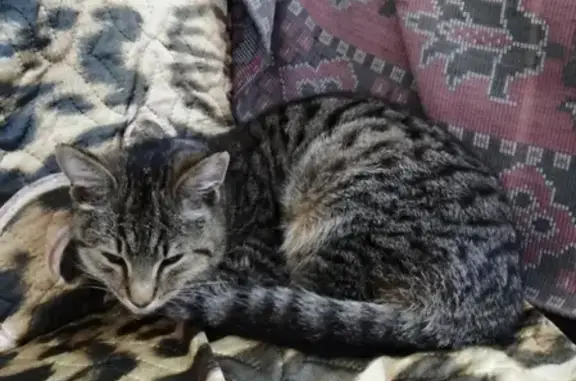 Найден сбитый кот на Грибоедова в Коврове