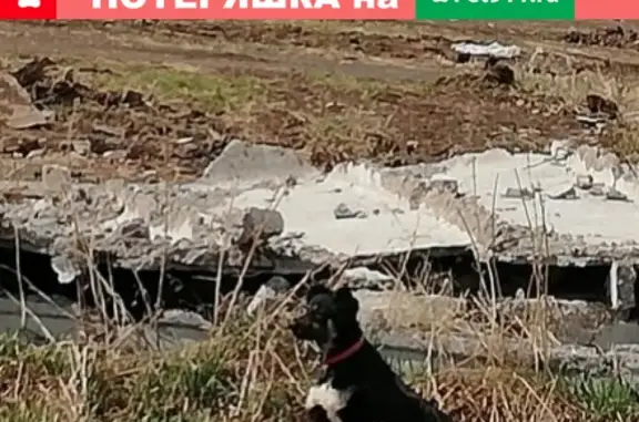 Найдена собака в Магнитогорске, ищем хозяина!