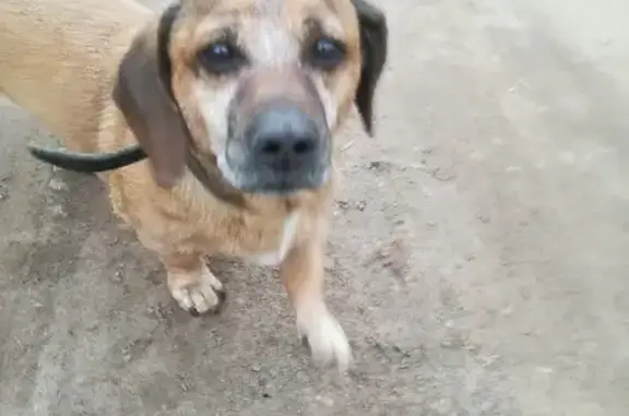 Собака в ошейнике на Столбище, Казань.