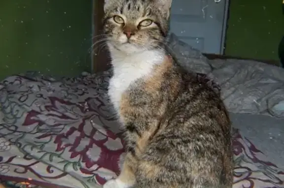 Ласковая кошка на Василеостровском районе