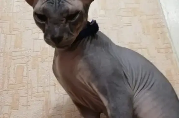 Пропал сфинкс-кот в Красном Сулине, вознаграждение