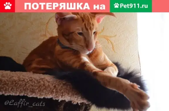 Кошки потеряшки, Москва, фото: Потеряшка кот в Ново-Переделкино, помогите найти!