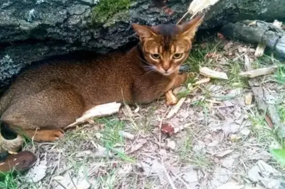 Пропала абиссинская кошка в поселке Колодкино, Московская обл.