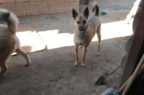 Пропала собака Альма в Козьмодемьянске
