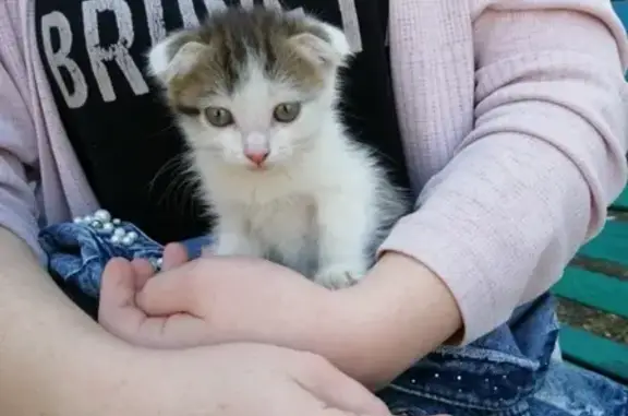 Найден вислоухий котенок в Магнитогорске