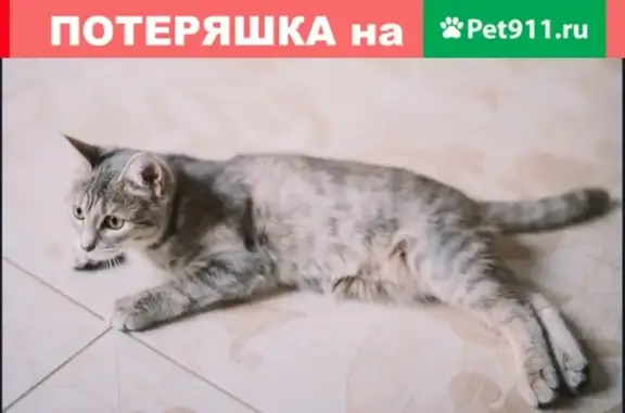 Пропала кошка Муся на ул. Спортивной, Солнечногорск