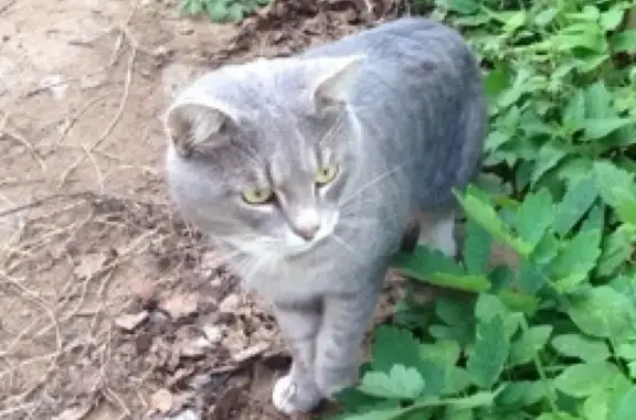 Пропал кот Сёма в Бологовском районе, Тверская область
