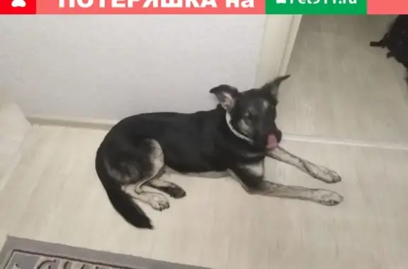 Пропала собака в Норильске, помогите!
