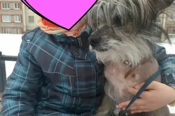 Пропала китайская хохлатая собака в Березниках