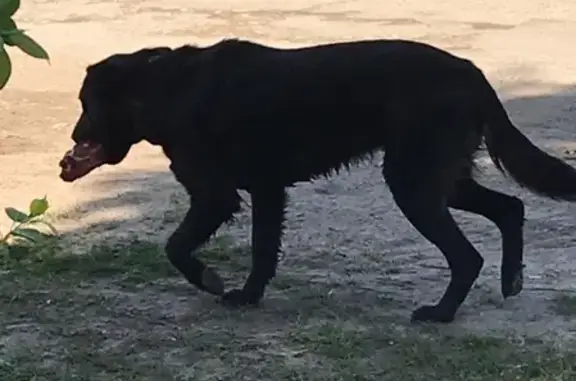 Найдена собака возле садового центра в Калуге