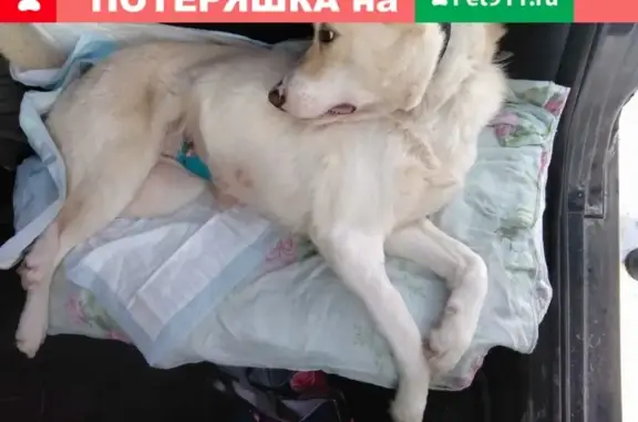 Пропала собака Лапка в районе Завексы, Буй, Костромская область