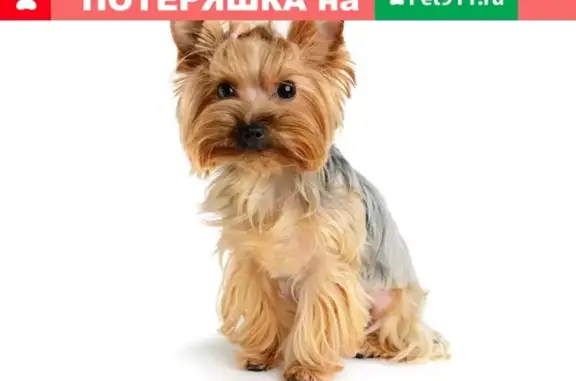 Собаки потеряшки, Красноярск, фото: Потеряшка йорк в СНТ Алюминий, помогите найти!