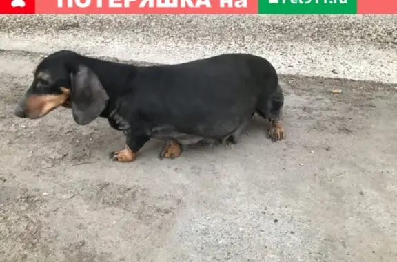 Пропала собака в Боровске, помогите найти!