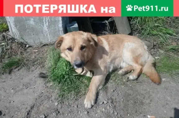 Найден пёсик в Расторгуево, скучает по дому