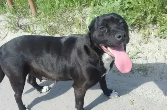 Собака найдена в Старом Осколе, Белгородская область