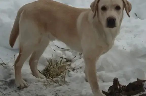 Пропала собака в Екатеринбурге (ул. Советская, Пионерский)