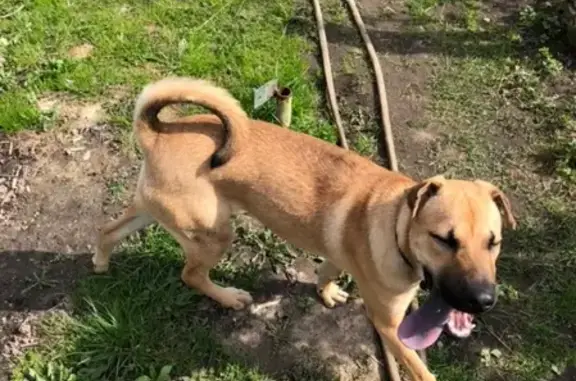 Найден пёс в Ленинском районе (Красная Этна)