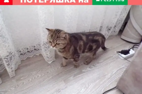 Найдена кошка на Клименко 9, ищем хозяев или передержку