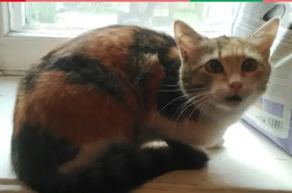 Найдена кошка, Ярославль, фото: Найдена кошка в Ярославле на ул. Свердлова, 22/58