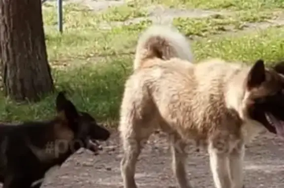 Пропала собака на шлюзе в Новосибирске