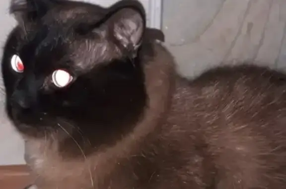 Найдена тайская кошка в Архангельске, ищем хозяев