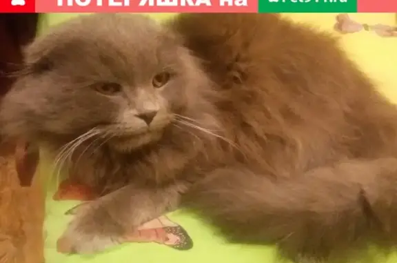 Найдена кошка на улице Боткинской в Ялте