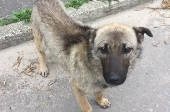 Найдена собака в д. Ефимово-д. Теренино, Павловский Посад