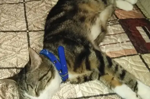 Кошки потеряшки, Железнодорожное, фото: Потеряшка кошка в дачном поселке Шеломво, Вологодская область