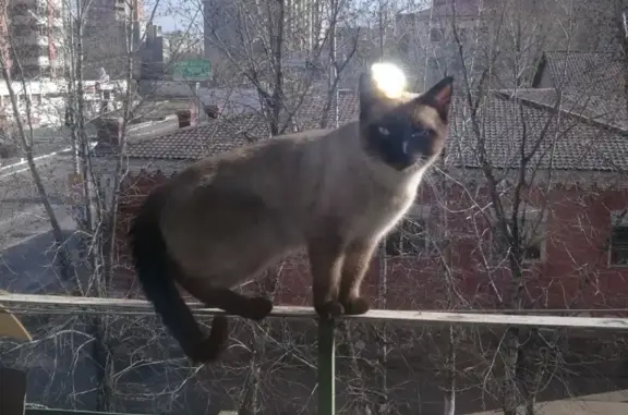 Пропал кот в районе Богомягкова-Балябина, Чита