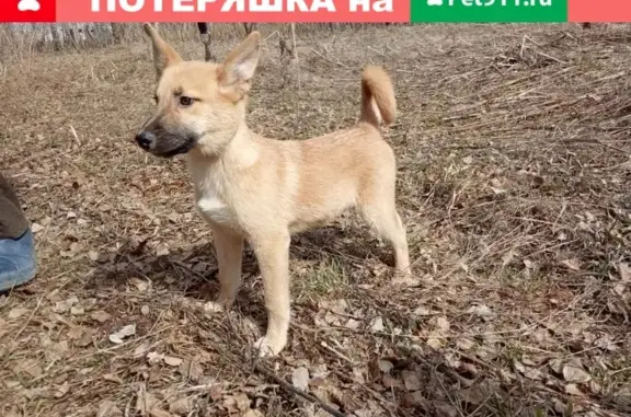 Найдена собака Мальчик в Тюмени