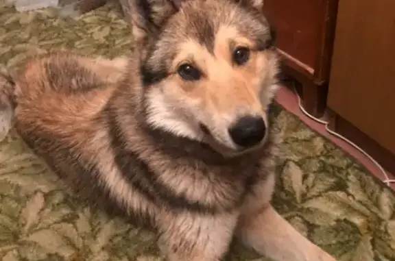 Собака найдена в Железногорске, Курская область