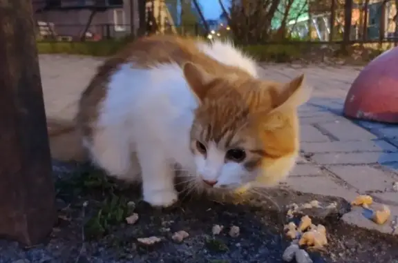 Найдена кошка на Ириновском проспекте, СПб
