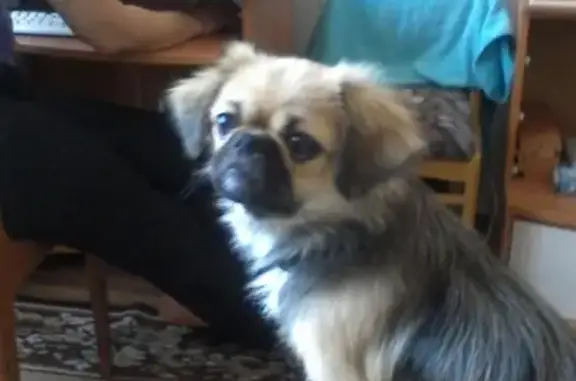 Пропала собака в Бийске: пикенес по кличке Дина или Казуля