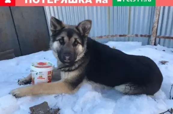 Пропала собака Джесси в Боровичах, Новгородская обл.