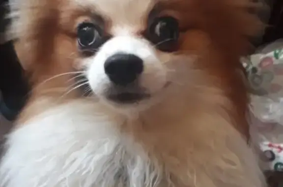 Собаки потеряшки, Москва, фото: Потеряшка собака шпиц в Москве, метро Новоясеневская