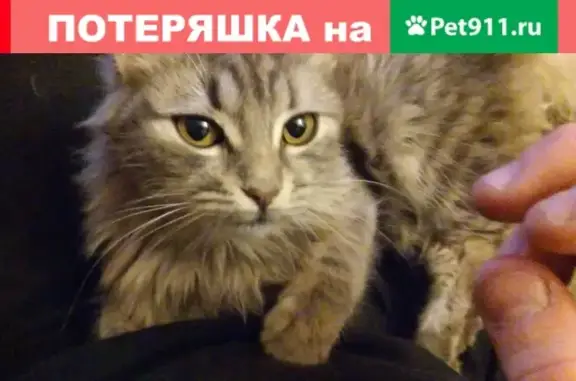 Пропала кошка в Западном районе Таганрога #Котопес_Потерянные