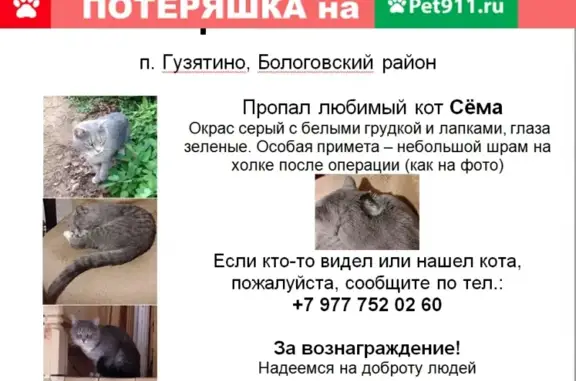 Кошки потеряшки, Гузятино, фото: Потеряшка кот Сёма с шрамом на холке в Гузятино, Тверская обл.