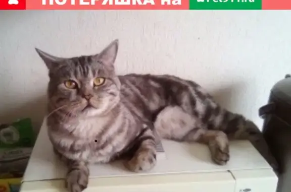 Пропала кошка в Красноярске, район Железнодорожный-Октябрьский!