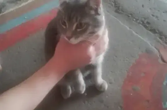 Найдена кошка на улице Кутузова, 36.