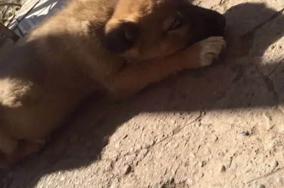 Собаки потеряшки, Кадышево, фото: Потеряшка щенок на ул. Заречная в п. Кадышево