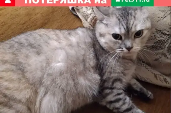 Потерянные животные Иваново, фото: Пропала кошка в поселке Дальний, Иваново