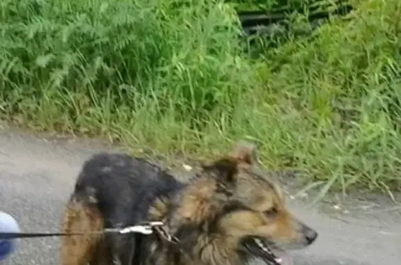Собаки потеряшки, Тверь, фото: Потеряшка собака Масик на площади Терешковой, Тверь