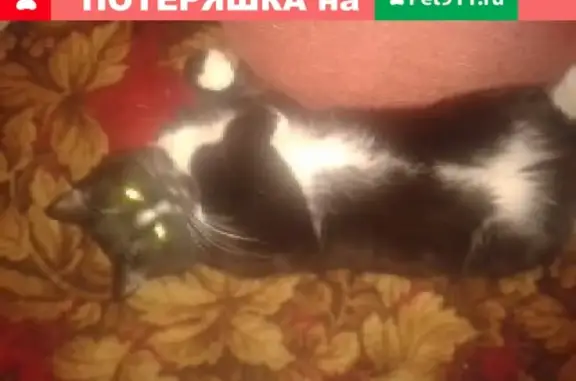 Пропал кот Тёма возле Магнита, Снежногорск, Мурманская обл.