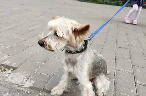 Собака Йоркширский терьер найдена на Пятницком шоссе, Меленки, Московская область