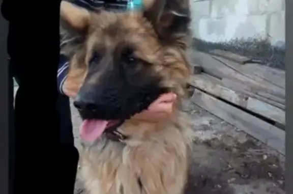 Найдена собака в Канске
