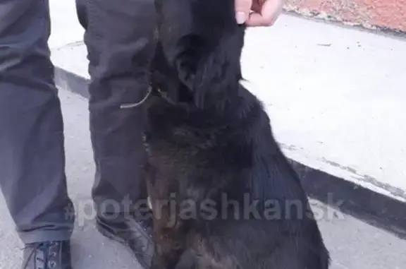 Найдена собака в Новосибирске, ищем хозяина.