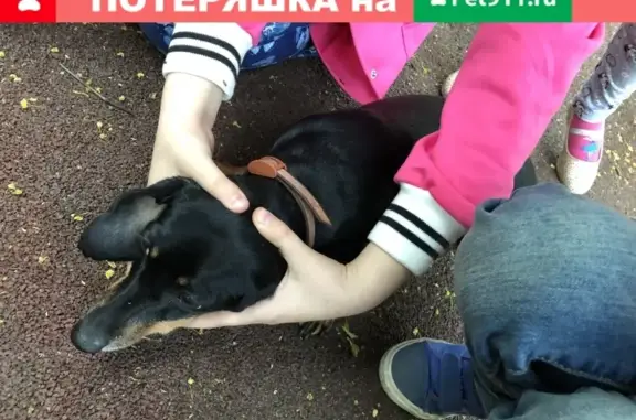 Найденные животные Москва, фото: Найдена такса на Сумской, Москва