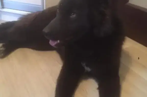 Найдена собака в Зеленограде, ищем новый дом