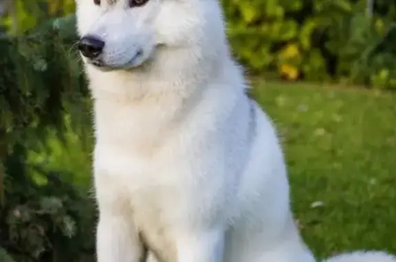 Собаки потеряшки, Тверь, фото: Потеряшкаи две собаки в Твери, вознаграждение обещаем