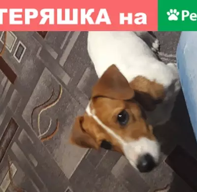 Найдена собака на ул. Автомобилистов, 1 (Крым)